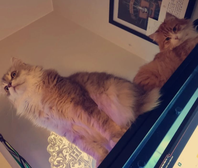 Sibirisk katt Gryphon o Mr. Spock